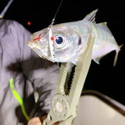 フィシングボートAir(エアー) 釣果