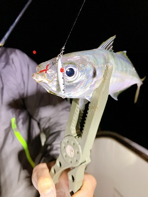 フィシングボートAir(エアー) 釣果