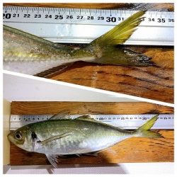 フィシングボートAir(エアー) 釣果