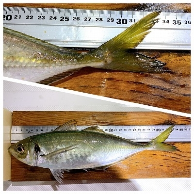 フィシングボートAir(エアー) 釣果