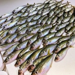 フィシングボートAir(エアー) 釣果