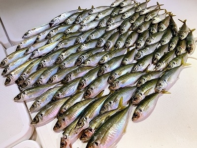 フィシングボートAir(エアー) 釣果