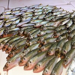 フィシングボートAir(エアー) 釣果