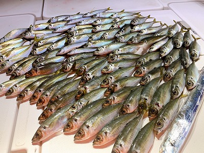 フィシングボートAir(エアー) 釣果