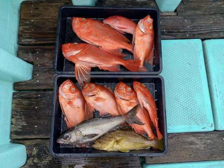 三吉丸 釣果