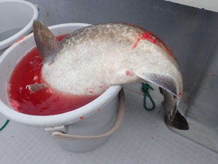 Aquanaut(アクアノート) 釣果