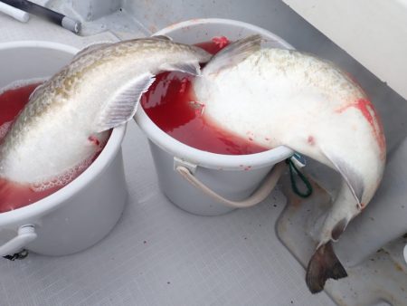 Aquanaut(アクアノート) 釣果