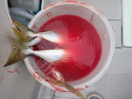 Aquanaut(アクアノート) 釣果