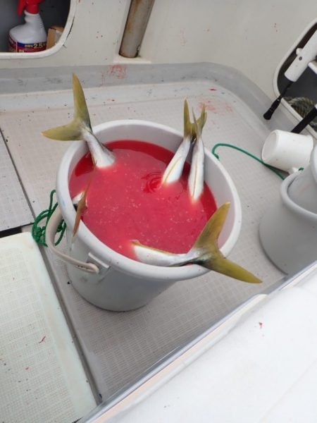 Aquanaut（アクアノート） 釣果