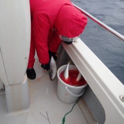 Aquanaut（アクアノート） 釣果