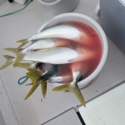 Aquanaut（アクアノート） 釣果