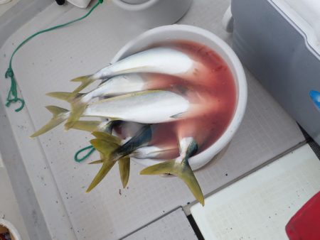 Aquanaut（アクアノート） 釣果