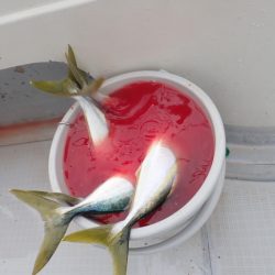 Aquanaut（アクアノート） 釣果