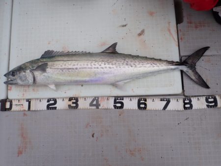 Aquanaut（アクアノート） 釣果