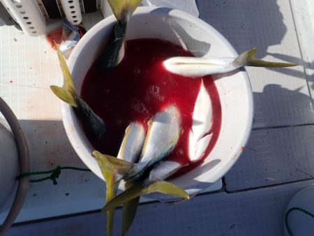 Aquanaut(アクアノート) 釣果