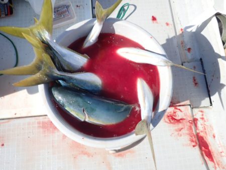 Aquanaut(アクアノート) 釣果