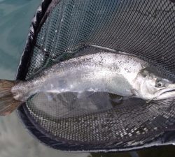 朝霞ガーデン 釣果