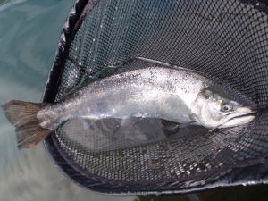朝霞ガーデン 釣果