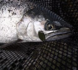 朝霞ガーデン 釣果