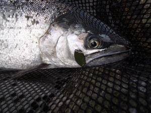 朝霞ガーデン 釣果