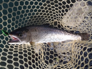 朝霞ガーデン 釣果
