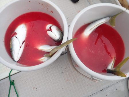 Aquanaut(アクアノート) 釣果