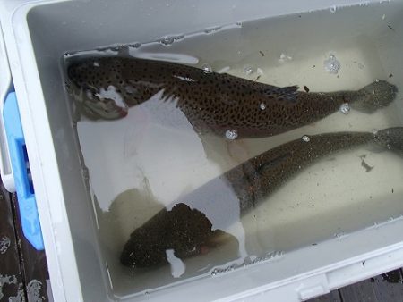 志高湖フィッシング 釣果