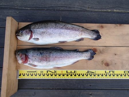 志高湖フィッシング 釣果