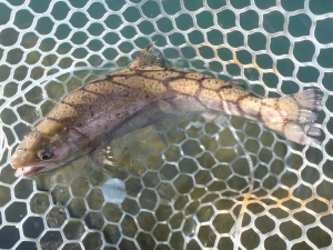 朝霞ガーデン 釣果