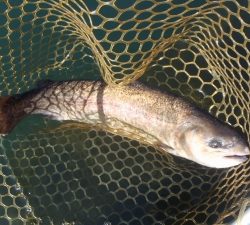 朝霞ガーデン 釣果