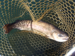 朝霞ガーデン 釣果