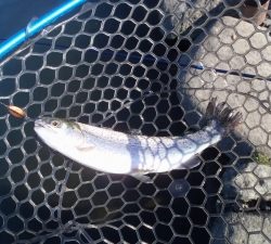 朝霞ガーデン 釣果