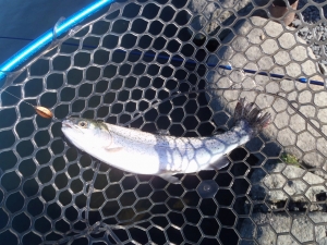 朝霞ガーデン 釣果