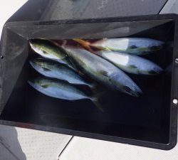 えすぽあ 釣果