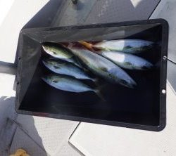 えすぽあ 釣果