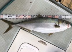 さぶろう丸 釣果