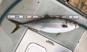 さぶろう丸 釣果