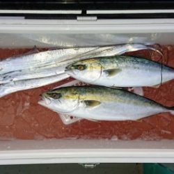 火遠理丸(ほおりまる) 釣果