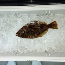 火遠理丸(ほおりまる) 釣果