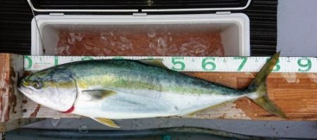 火遠理丸（ほおりまる） 釣果