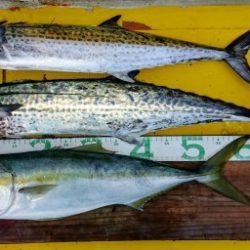 火遠理丸(ほおりまる) 釣果