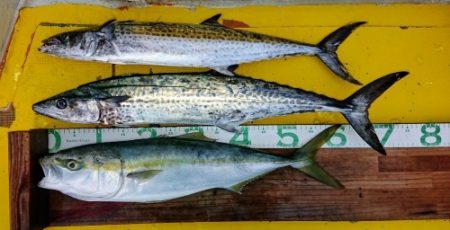 火遠理丸(ほおりまる) 釣果