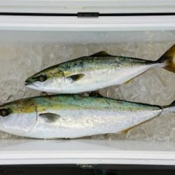 火遠理丸(ほおりまる) 釣果