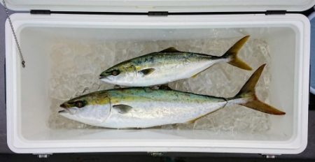 火遠理丸(ほおりまる) 釣果