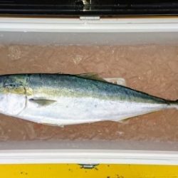 火遠理丸(ほおりまる) 釣果