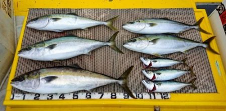 火遠理丸（ほおりまる） 釣果