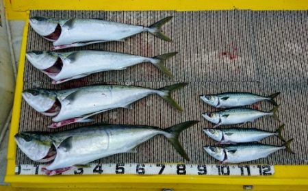 火遠理丸（ほおりまる） 釣果