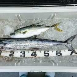 火遠理丸(ほおりまる) 釣果