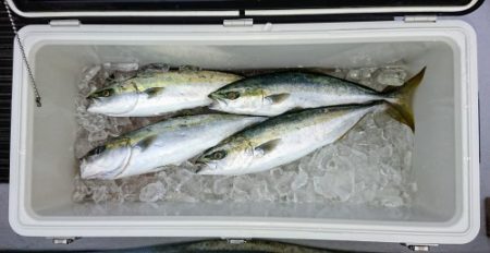 火遠理丸(ほおりまる) 釣果