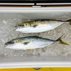 火遠理丸(ほおりまる) 釣果
